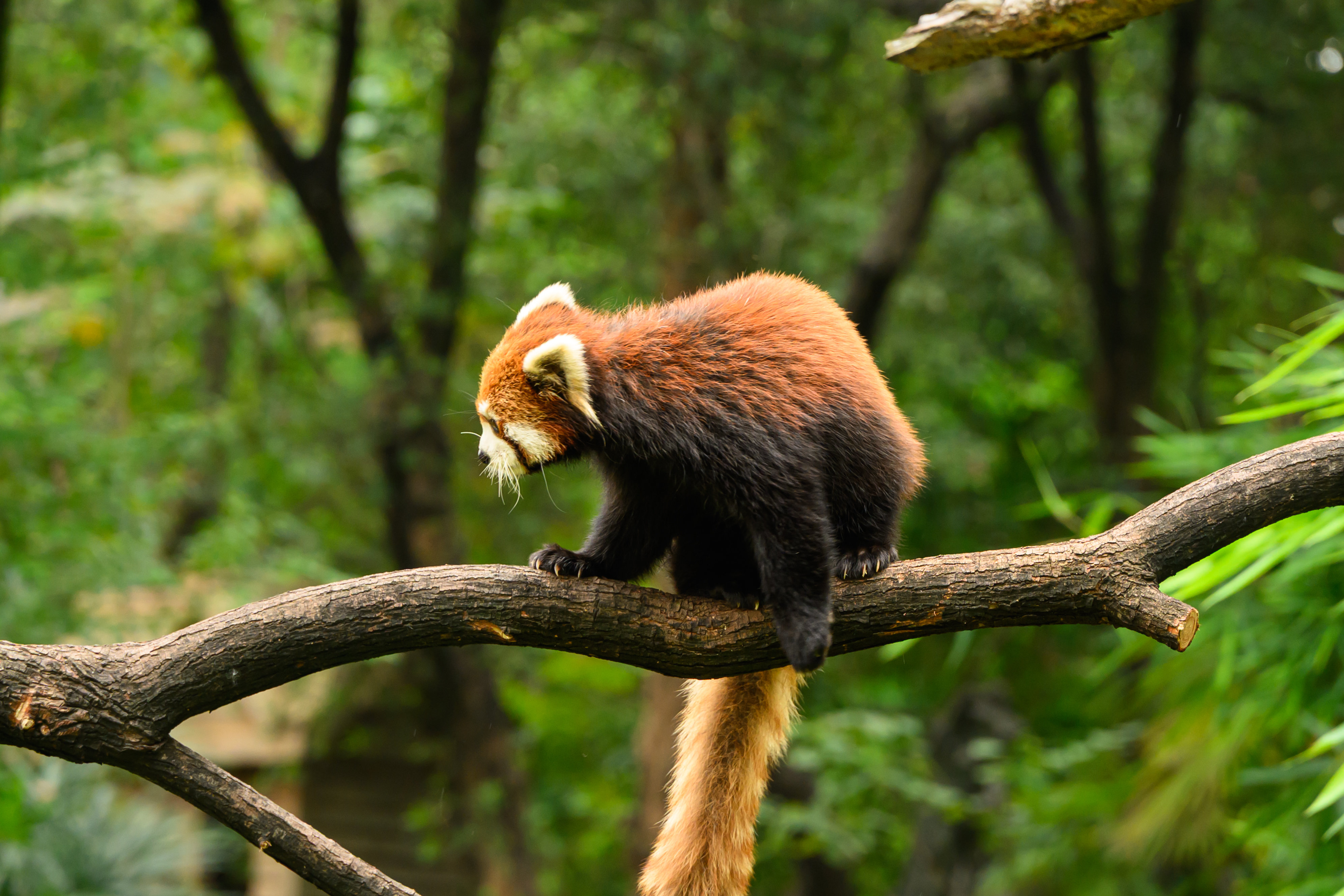 DSC_1415 _1__结果.jpg