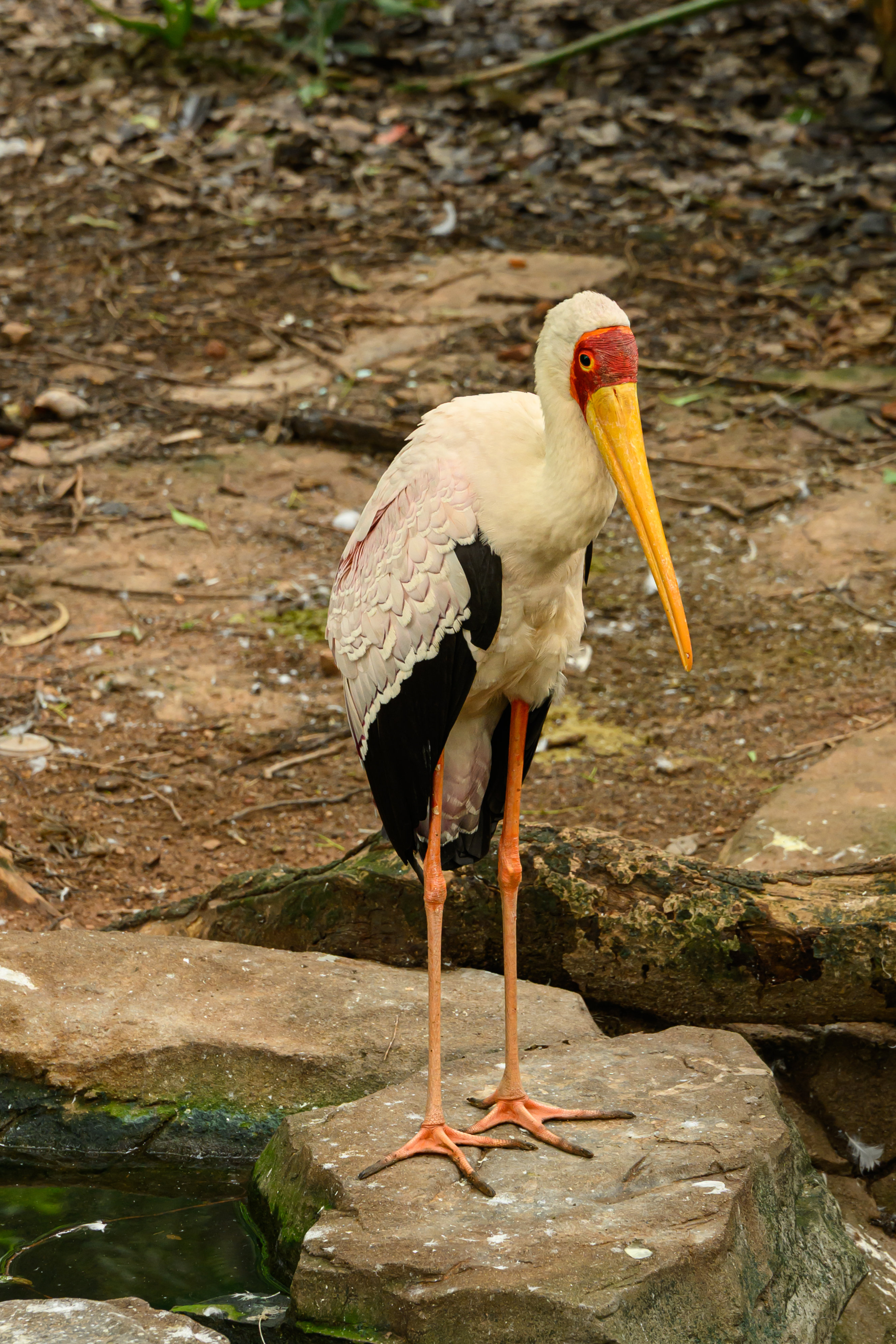 DSC_1175_结果.jpg