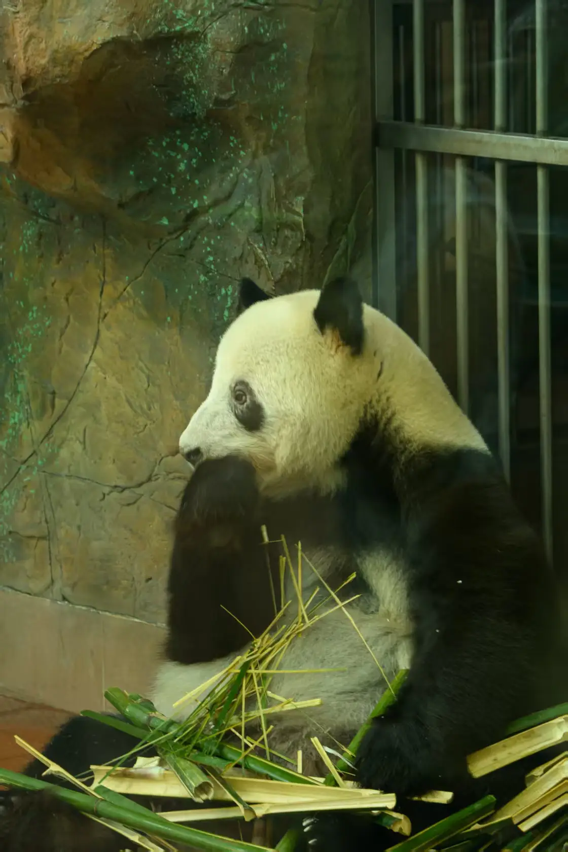 fadc8b55832797a8fa6bdb08a42a333c_结果.webp